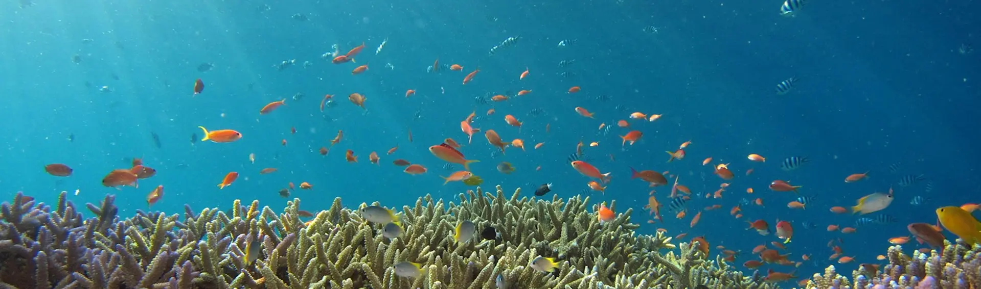 Learn to Dive