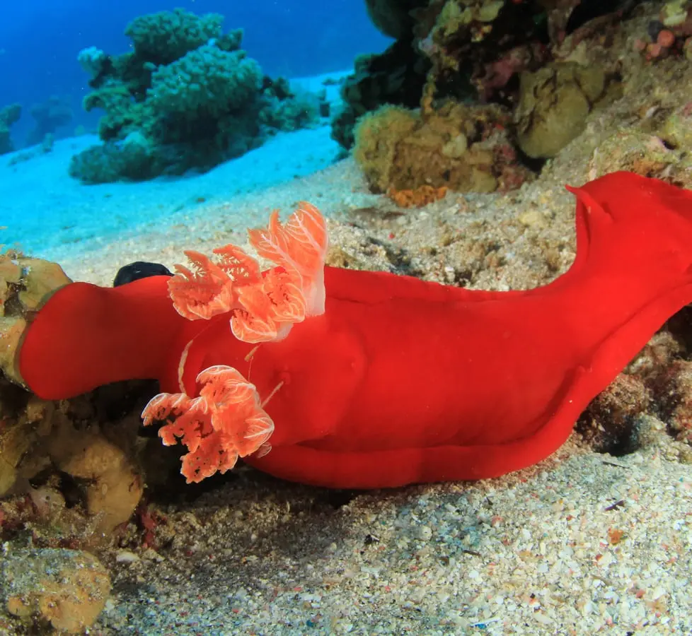 Red Sea Classic