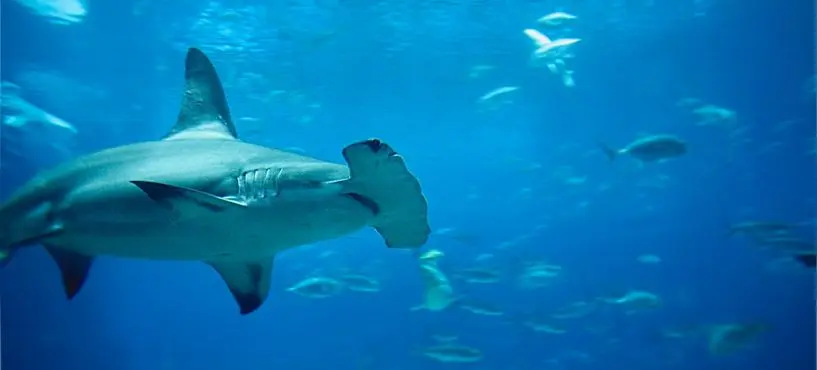 Shark swimming at Elphinstone Reef