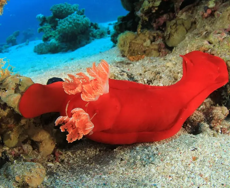 Red Sea Classic