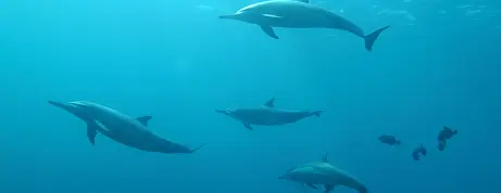 A Week With Dolphins: What Makes Fury Shoals Special