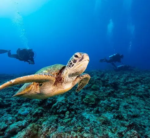 North Wrecks & Brother Islands