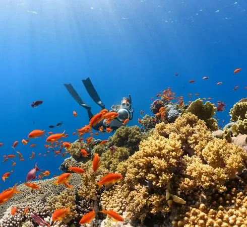Red Sea Classic