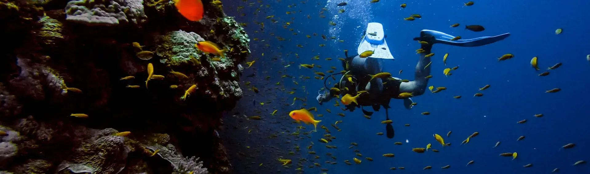 Learn to Dive