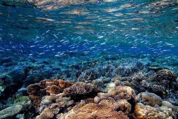Gubal island
