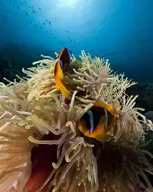 Underwater marine life
